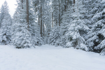 Obraz premium Winter im Thüringer Wald