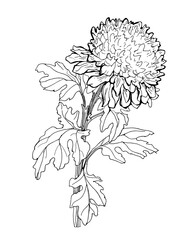 Hand drawn outline sketch of Chrysanthemum flower and leaves isolated on white. Vector monochrome freehand sketch. Design element for floral design, created hand made greeting card, poster, package.