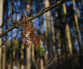 Ein Hauch von Frühling