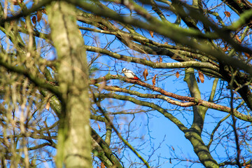 The great spotted woodpecker foraging for food