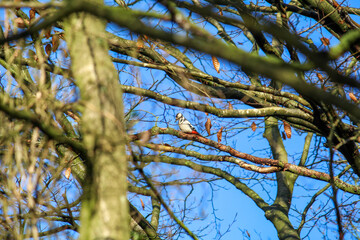 The great spotted woodpecker foraging for food