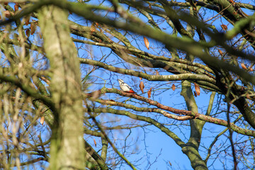 The great spotted woodpecker foraging for food