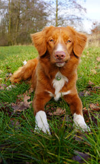 Close up front view of a young Nova Scotia Duck Tolling Retriever outdoors on the grass