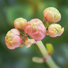Pink flower buds of flaming katy (kalanchoe blossfeldiana), soft background shallow depth of field close-up photography