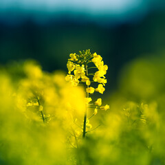 Beautiful yellow canola flowers blooming in the field in spring. Cultivated rapeseed field in Northern Europe.