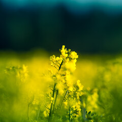 Obraz premium Beautiful yellow canola flowers blooming in the field in spring. Cultivated rapeseed field in Northern Europe.