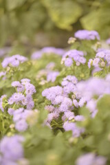 Pink Purple Flower Closeup