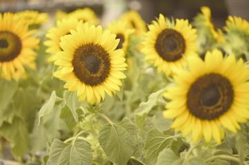 Fototapeta premium Sunflower