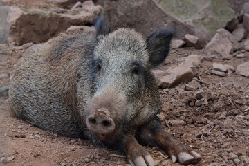 Säugetiere - Ein Wildschwein (Sus scrofa) liegt auf dem Boden