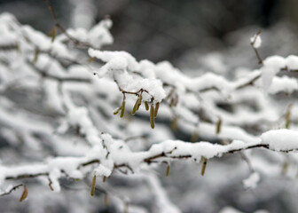abstract tree branch patterns, snow-covered tree branches, beautiful winter texture, suitable for wallpaper