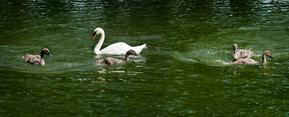 picture of  baby swans frolic under the supervision of their mother