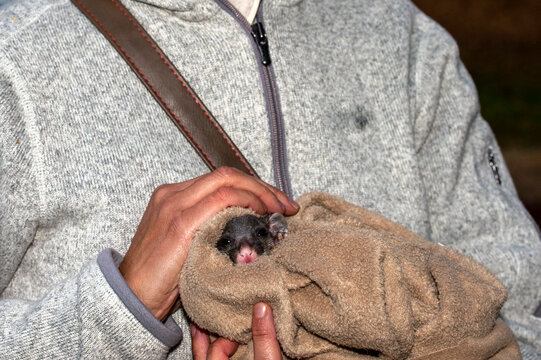 ringtail baby possum in wildlife refugee australia