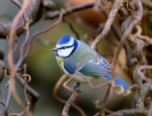 The Eurasian blue tit is a small passerine bird in the tit family, Paridae. It is easily recognisable by its blue and yellow plumage and small size.