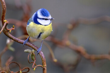 The Eurasian blue tit is a small passerine bird in the tit family, Paridae. It is easily recognisable by its blue and yellow plumage and small size.