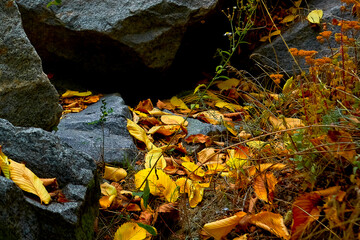 
autumn, tree, nature, branch, leaf, leaves, sky, red, foliage, orange, season, color, plant, green, bright, sun, flower, beauty, spring, summer, water, lake, stone, pond, river , reflection, clouds, 