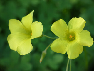 Fototapeta premium Fiore selvatico