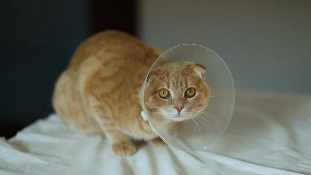 Cute beautiful cat with plastic cone collar after castration