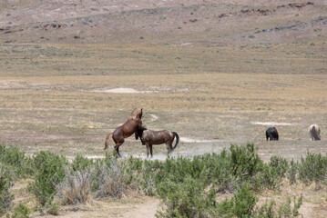 Fototapeta na wymiar Wild Horse Stallions in the Utah Desert Fighting in Spring