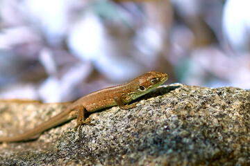 lizard, reptile, animal, nature, wildlife, green, macro, frog, wild, eye, amphibian, brown, lacerta, head, skin, stone, animals, iguana, dragon, close-up, lizard head, green, macro, fauna , up-close, 