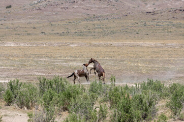Fototapeta premium Wild Horse Stallions in the Utah Desert Fighting in Spring