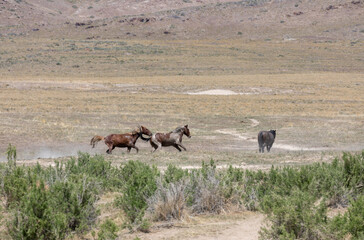 Wild Horse Stallions in the Utah Desert Fighting in Spring