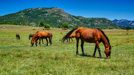 Close view of a group of horses grazing in a green meadow with the mountains behind at San Martin de los Andes, Neuquen, Argentina.                                