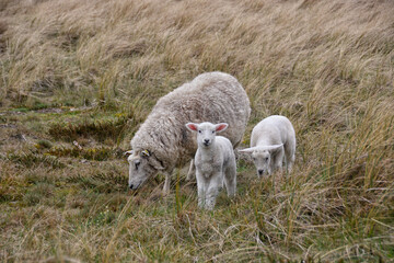 Schafe auf Sylt