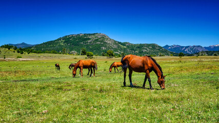 Close view of a group of horses grazing in a green meadow with the mountains behind at San Martin de los Andes, Neuquen, Argentina.                                