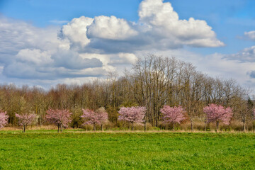 Fr&uuml;hlingslandschaft