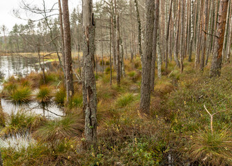 various old and rotten trees and tree branches on the shore of a swampy lake, flooded forest area, bog