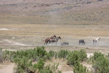 Naklejka premium Wild Horse Stallions in the Utah Desert Fighting in Spring