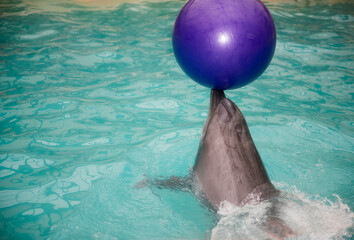 Dolphin is on the nose of the ball