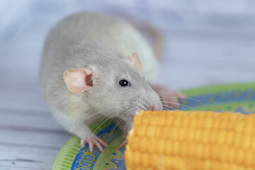 Fototapeta na wymiar Decorative grey cute rat eating yellow ripe corn on the cob. Rat close up. Delicious and healthy food