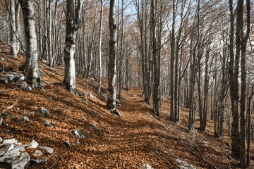 Escursione in una foresta di faggi in autunno