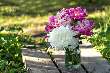 A bouquet of large white and pink peonies in a glass jar on a wooden bridge in the garden. Bloom