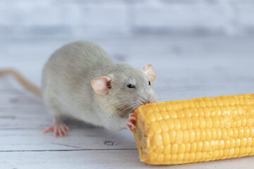 Decorative grey cute rat eating yellow ripe corn on the cob. Rat close up. Delicious and healthy food