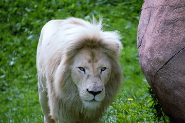 Male white Lion in a zoo