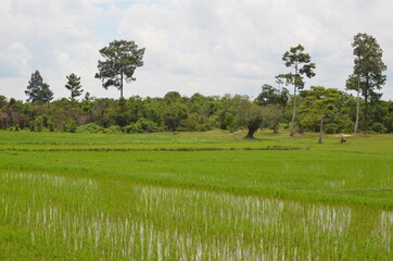 RIZIÈRE RÉGION D'ANGKOR