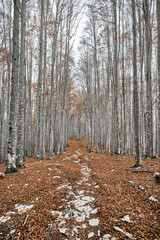 Escursione in una foresta di faggi in autunno