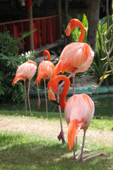 Fototapeta premium Flamingo family