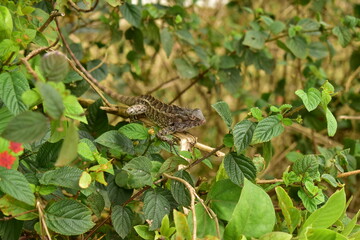Garden lizard in a sunny day