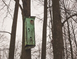 Old abandoned bird house on a tree in early spring. Gray sky, depressive mood.