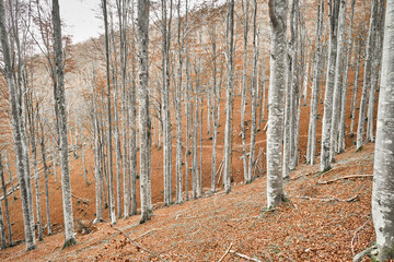 Escursione in una foresta di faggi in autunno