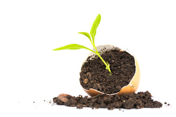 Little green plant growing in  eggshell on white background. Concept of new life
