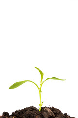 Green sprout growing out from soil  on white background