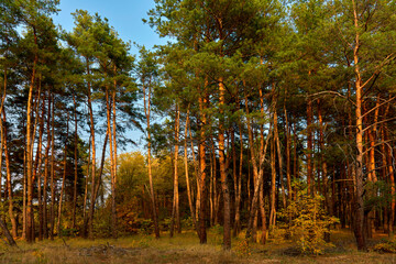 forest, nature, landscape, green, summer, outdoors, sky, tree, blue, grass, trees, park, beautiful, pine, background, travel, evening, sun, environment, green plant, natural, season, snow, blue, park,