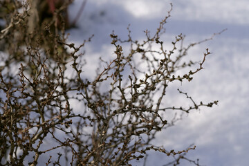 Branches of a barberry bush in the garden in winter against the background of washed-out snow