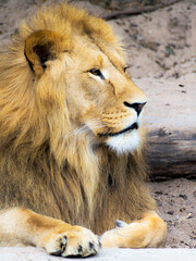 portrait of a lion