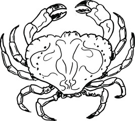 Hand drawing  crab . Vector illustration in  outline style