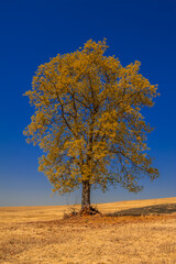 tree. preservation of nature and environment